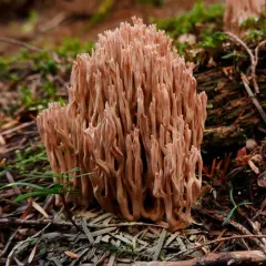 Ramaria rubella thumbnail 3
