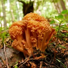 Ramaria celerivirescens thumbnail 1
