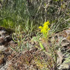Wyeth Biscuitroot thumbnail 1