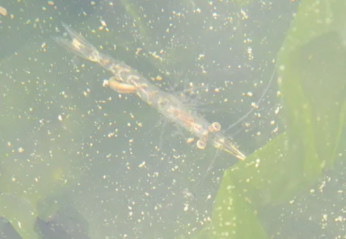 Mysidobdella borealis