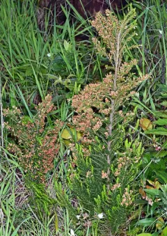 Portuguese Heath thumbnail 2