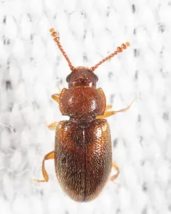 Cryptophilus obliteratus thumbnail 2