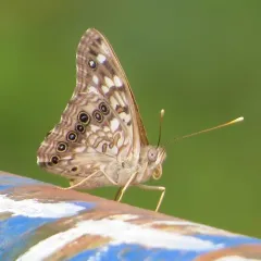 Hackberry Emperor thumbnail 2