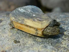 Truncate Softshell Clam thumbnail 2