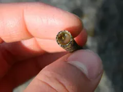 Cistenides granulata thumbnail 1