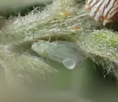 Amorphicola pallida thumbnail 2