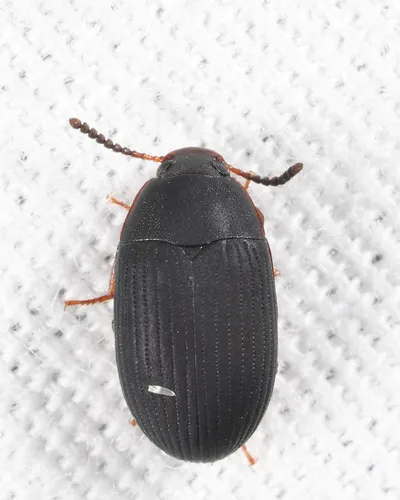 Platydema flavipes