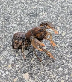 Prairie Crayfish thumbnail 4