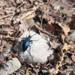 Short-winged Blister Beetle thumbnail 4
