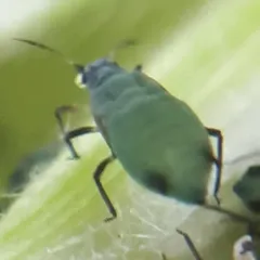 Corn Leaf Aphid thumbnail 2