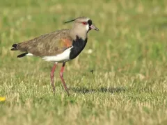 Southern Lapwing thumbnail 3