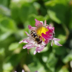 Broad-banded Aphideater thumbnail 3