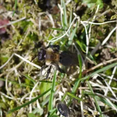 Regular Mining Bee thumbnail 3