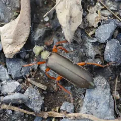 Brassy Blister Beetle thumbnail 3