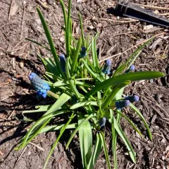 common grape hyacinth thumbnail 4