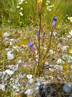 Macoun's gentian thumbnail 1