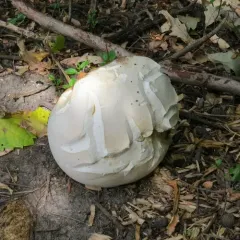 Giant puffball