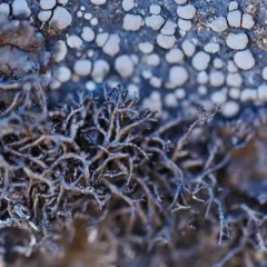 coarse rockwool thumbnail 3