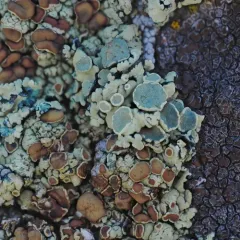 Green Rock-posy thumbnail 4