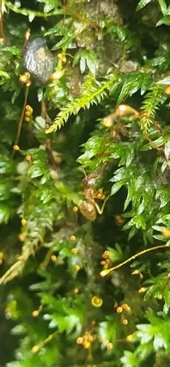 Herzog's Pocket-moss thumbnail 2