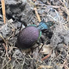 Margined Snail-eating Beetle thumbnail 3