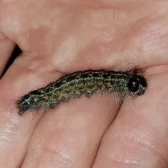 Greater Oak Dagger thumbnail 1