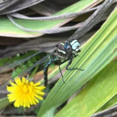 Paddle-tailed Darner thumbnail 2