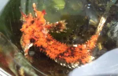 Kelp Poacher thumbnail 1