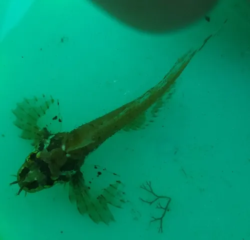 Silverspotted Sculpin