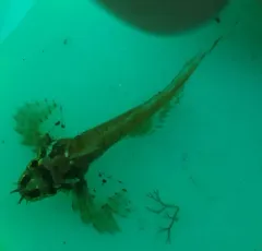 Silverspotted Sculpin thumbnail 1
