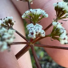 Northern Biscuitroot thumbnail 4