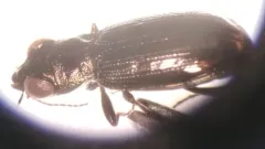 Notiophilus aquaticus thumbnail 3