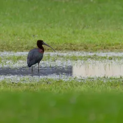 Glossy Ibis thumbnail 4