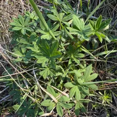 Burke's Lupine thumbnail 3