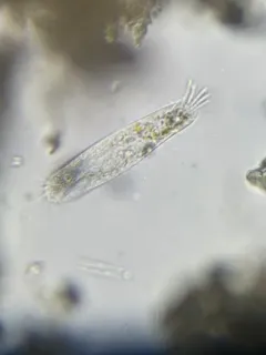 Tachysoma pellionellum thumbnail 3