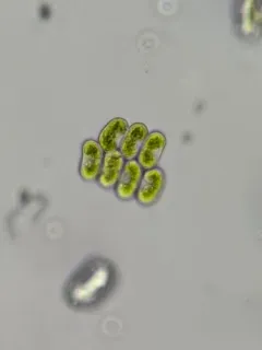 Comasiella arcuata thumbnail 3