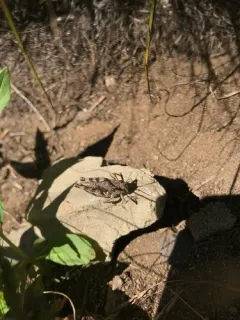 Melanoplus molothrus thumbnail 4