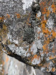 Least Shadow Lichen thumbnail 3