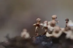 Diderma floriforme thumbnail 2