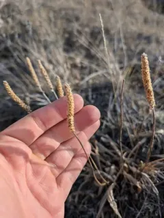Hairy Plantain thumbnail 4