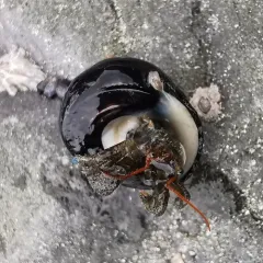 Blueband Hermit Crab thumbnail 4