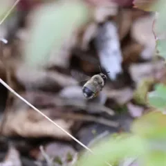 Habropoda cineraria thumbnail 4