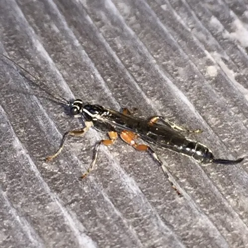 Clistopyga recurva