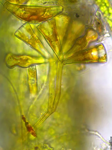 Gomphonema truncatum