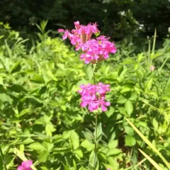 Sweet William Catchfly thumbnail 1