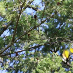 Cassin's Vireo thumbnail 2