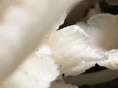 Clitocybula abundans thumbnail 2
