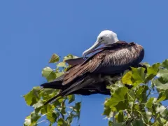 Magnificent Frigatebird thumbnail 1
