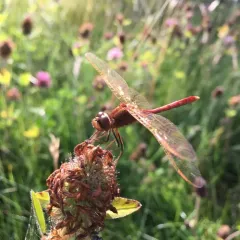 Saffron-winged Meadowhawk thumbnail 2