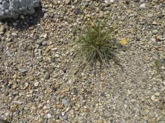 nuttall's alkali grass thumbnail 2
